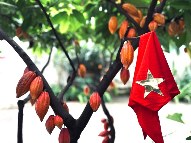 Tr&ecirc;n diện t&iacute;ch khoảng 3.000 m&sup2;, khu vườn được quy hoạch th&agrave;nh một tổ hợp đa chức năng, gồm vườn cacao, khu bảo tồn nguồn gen, kh&ocirc;ng gian đ&agrave;o tạo &ndash; huấn luyện, khu c&agrave; ph&ecirc; &ndash; cacao, bảo t&agrave;ng giới thiệu lịch sử c&acirc;y cacao, khu điều h&agrave;nh, sinh hoạt c&ugrave;ng c&aacute;c kh&ocirc;ng gian trải nghiệm.