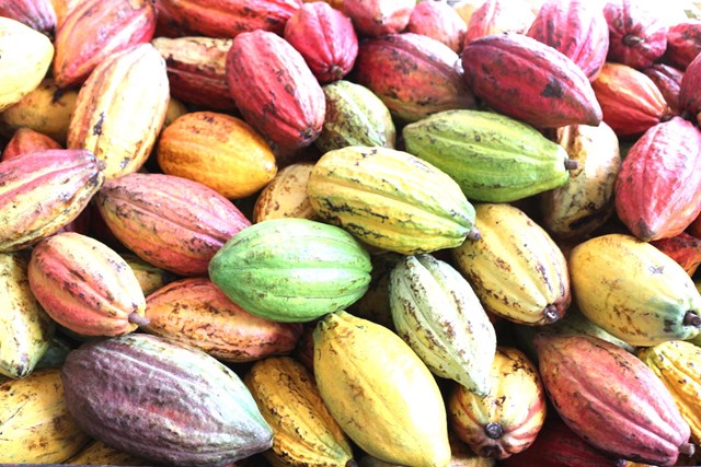 Quả cacao từ vườn cacao của anh Trần Quốc T&ugrave;ng.