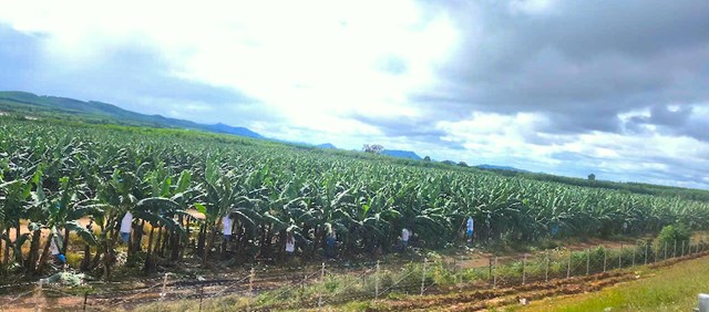 Một trong những&nbsp;c&aacute;nh đồng chuối ở Vụ Bổn.