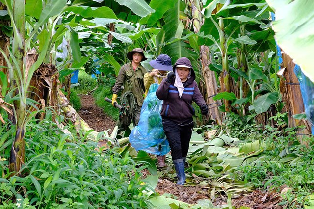 Thu hoạch chuối (ảnh:&nbsp;C&ocirc;ng ty Cổ phần KD Green Farm)