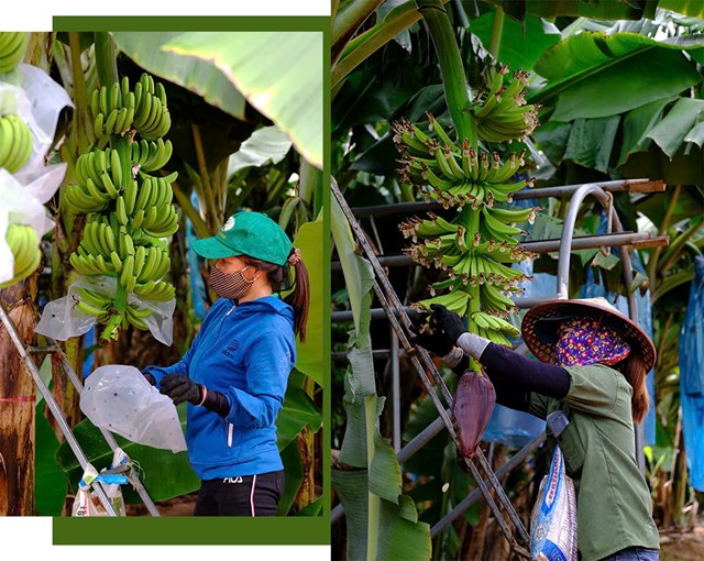 C&ocirc;ng nh&acirc;n chăm s&oacute;c chuối (ảnh:&nbsp;C&ocirc;ng ty Cổ phần KD Green Farm).
