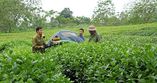 Để đảm bảo ti&ecirc;u thụ sản phẩm ch&egrave;, c&aacute;c ng&agrave;nh chức năng c&ugrave;ng c&aacute;c đơn vị địa phương của tỉnh Tuy&ecirc;n Quang đ&atilde; triển khai nhiều giải ph&aacute;p thiết thực, chung tay c&ugrave;ng người d&acirc;n, c&aacute;c đơn vị sản xuất vượt kh&oacute;