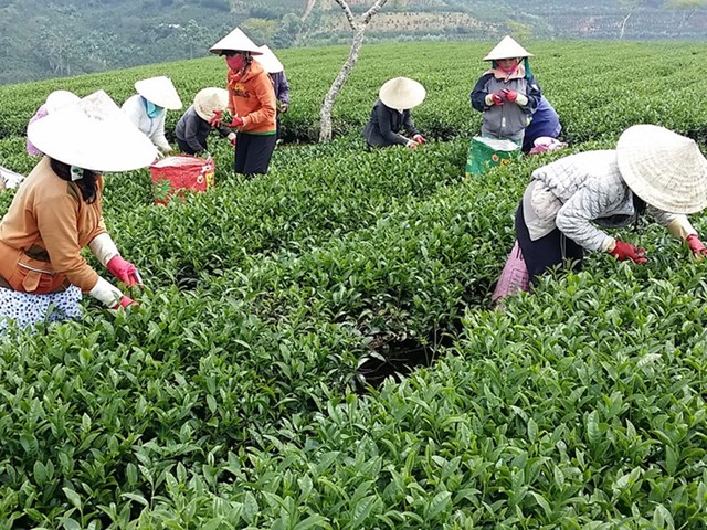 X&#226;y dựng c&#225;c m&#244; h&#236;nh li&#234;n kết sản xuất - ti&#234;u thụ - chế biến, ng&#224;nh ch&#232; Tuy&#234;n Quang nỗ lực vượt kh&#243; qua đại dịch - Ảnh 1