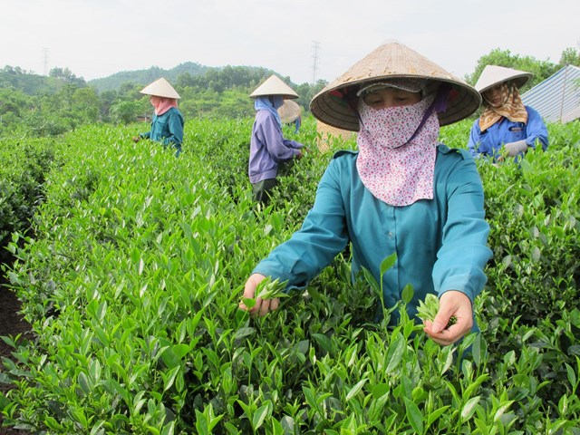 X&acirc;y dựng m&ocirc; h&igrave;nh sản xuất an to&agrave;n theo chuỗi li&ecirc;n kết đang l&agrave; hướng đi mới gi&uacute;p n&ocirc;ng d&acirc;n n&acirc;ng cao gi&aacute; trị sản phẩm một c&aacute;ch bền vững