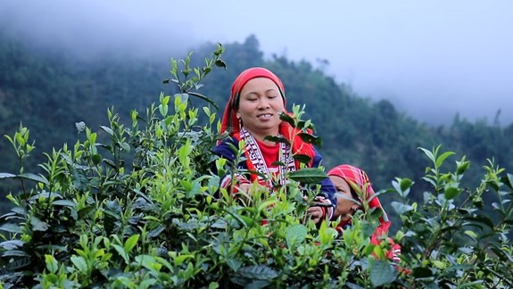 Người d&acirc;n tại Huyện Ho&agrave;ng Su Ph&igrave; n&oacute;i &ldquo;kh&ocirc;ng&rdquo; đối với chất k&iacute;ch th&iacute;ch,&nbsp;thuốc bảo vệ thực vật, ph&acirc;n b&oacute;n h&oacute;a học v&agrave; thuốc diệt cỏ