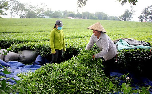 Việc pha trộn c&aacute;c chất kh&ocirc;ng được cấp ph&eacute;p sử dụng trong qu&aacute; tr&igrave;nh sản xuất ch&egrave; cũng đ&atilde; từng diễn ra trước đ&acirc;y, như trộn b&ugrave;n, phun chất tạo m&agrave;u l&agrave;m xanh nước. H&igrave;nh minh họa