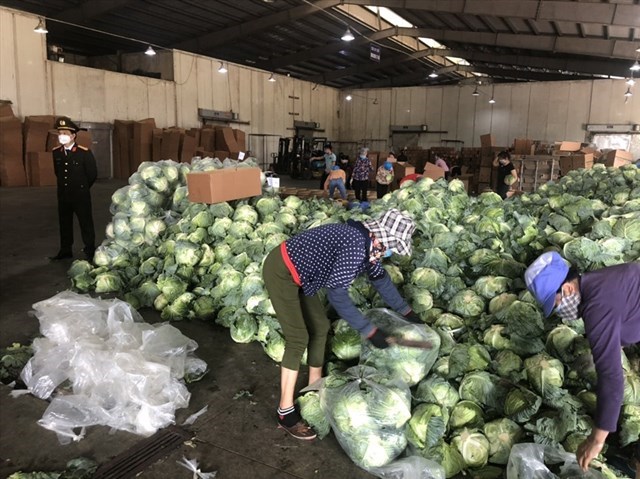 Việc kịp thời triển khai c&aacute;c hoạt động nhằm hỗ trợ n&ocirc;ng d&acirc;n ti&ecirc;u thụ n&ocirc;ng sản trong m&ugrave;a dịch đ&atilde; gi&uacute;p người n&ocirc;ng d&acirc;n y&ecirc;n t&acirc;m sản xuất. Tuy nhi&ecirc;n, b&ecirc;n cạnh những giải ph&aacute;p mang t&iacute;nh cấp thiết n&agrave;y, cần c&oacute; giải ph&aacute;p d&agrave;i hơn để đảm bảo sản xuất v&agrave; đầu ra cho n&ocirc;ng sản địa phương.&nbsp; &nbsp;