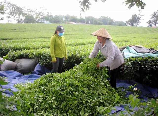 Trước những kh&oacute; khăn do ảnh hưởng của dịch Covid-19, C&ocirc;ng ty CPĐTPT ch&egrave; Tam Đường đ&atilde; họp b&agrave;n, đưa ra nhiều giải ph&aacute;p ứng ph&oacute; đảm bảo ổn định hoạt động sản xuất, kinh doanh, chế biến ch&egrave;