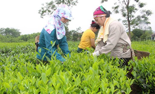 Ng&agrave;nh ch&egrave; Việt Nam đang dần th&iacute;ch ứng với trạng th&aacute;i b&igrave;nh thường mới