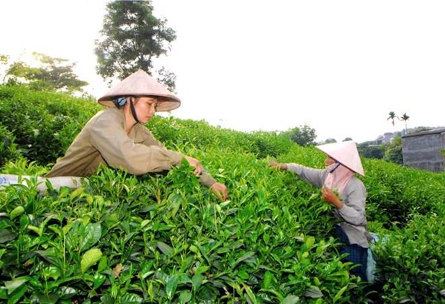 C&aacute;c doanh nghiệp ch&egrave; tại tỉnh Th&aacute;i Nguy&ecirc;n t&igrave;m ra hướng đi mới nhằm duy tr&igrave; sản xuất, đảm bảo thu nhập cho b&agrave; con n&ocirc;ng d&acirc;n