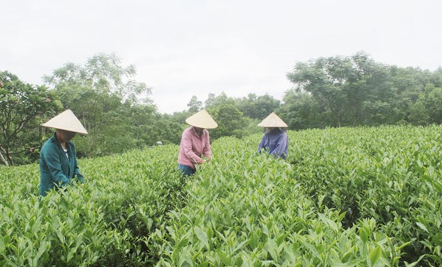 Tuy c&oacute; những vượt bật trong sự ph&aacute;t triển về canh t&aacute;c sản xuất ch&egrave; nhưng hiện nay, ng&agrave;nh ch&egrave; vẫn đang tồn tại nhiều kh&oacute; khăn