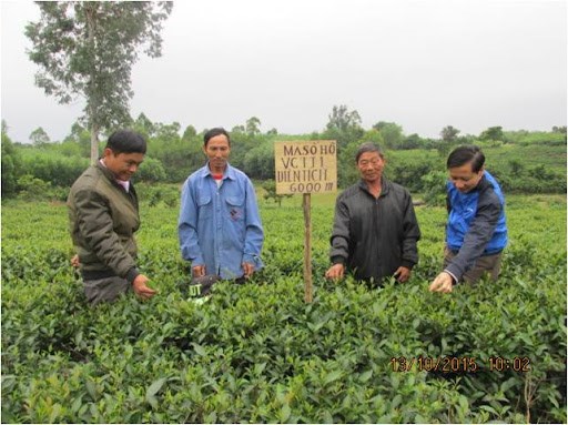 Sản xuất ch&egrave; VietGab mang lại nhiều lợi &iacute;ch&nbsp;