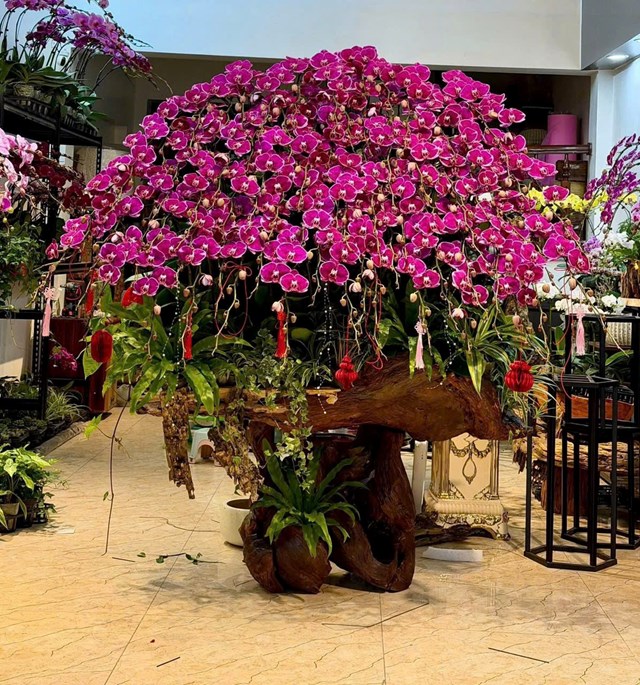 Hoa Lan Hải Yến – Điểm hẹn lan hồ điệp rực rỡ mỗi độ xuân về tại Hải Phòng - Ảnh 1