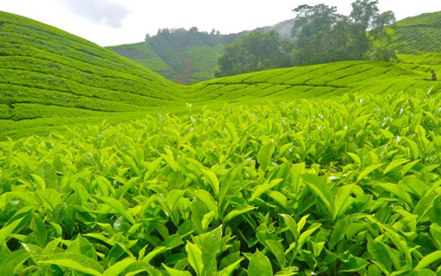 Doanh nghiệp chè Việt tăng tốc kết nối quốc tế tại Ngày Chè thế giới 2026 ở Nam Ninh, Quảng Tây - Ảnh 6
