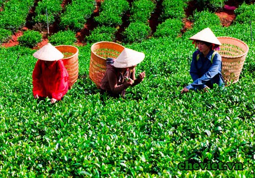 B&ecirc;n cạnh đ&oacute;, nhiều hợp t&aacute;c x&atilde; ch&egrave; sạch, sản phẩm OCOP ti&ecirc;u biểu cũng g&oacute;p mặt nhằm khẳng định xu hướng ph&aacute;t triển bền vững v&agrave; n&acirc;ng cao gi&aacute; trị Tr&agrave; Việt tr&ecirc;n thị trường quốc tế.