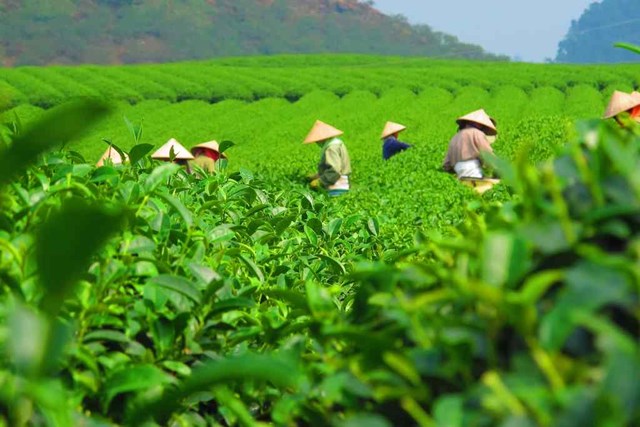 Doanh nghiệp chè Việt tăng tốc kết nối quốc tế tại Ngày Chè thế giới 2026 ở Nam Ninh, Quảng Tây - Ảnh 1
