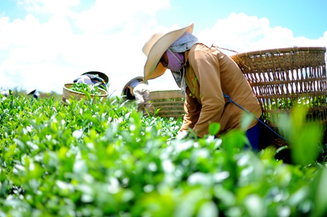 Doanh nghiệp chè Việt tăng tốc kết nối quốc tế tại Ngày Chè thế giới 2026 ở Nam Ninh, Quảng Tây - Ảnh 3