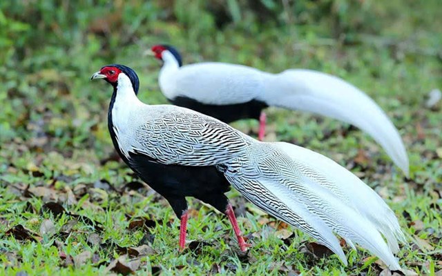 Bảo vệ “b&#225;u vật rừng xanh” – G&#224; l&#244;i trắng, lo&#224;i chim qu&#253; trong S&#225;ch Đỏ Việt Nam - Ảnh 1