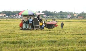 N&#244;ng nghiệp ph&#225;t thải thấp: Hướng đi xanh cho tương lai bền vững - Ảnh 1