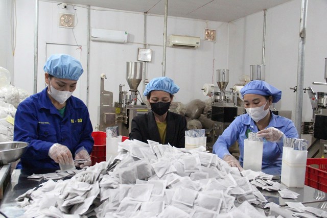 B&ecirc;n cạnh việc ổn định ph&aacute;t triển, doanh nghiệp c&ograve;n tạo thu nhập ổn định cho người d&acirc;n địa phương tr&ocirc;ng dược liệu tr&ecirc;n n&uacute;i tại c&aacute;c x&atilde; Chi Kh&ecirc;, Y&ecirc;n Kh&ecirc;, Ch&acirc;u Kh&ecirc; v&agrave; Thạch Ng&agrave;n (huyện Con Cu&ocirc;ng cũ).