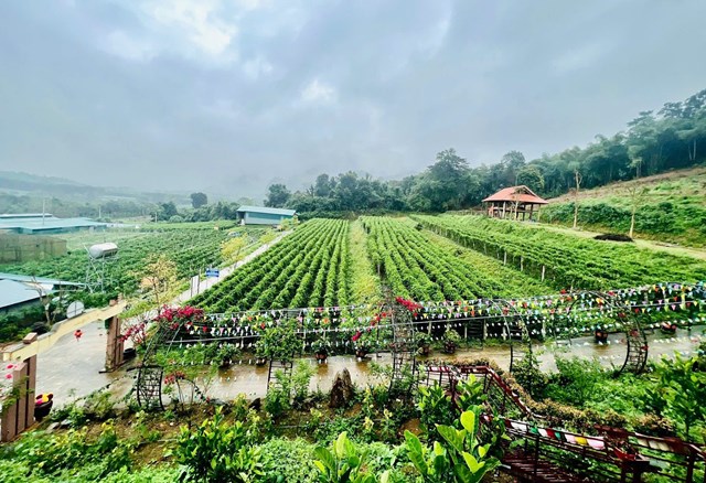 Vườn dược liệu P&ugrave; M&aacute;t điểm đến du lịch trải nghiệm