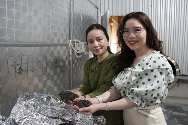 Người trẻ và lựa chọn khác biệt: Gắn bó với cây chè giữa đại ngàn - Ảnh 1