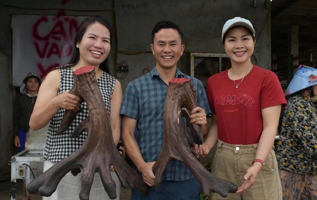 Niềm vui của chị Trầm&nbsp; (b&ecirc;n phải) khi kh&aacute;m ph&aacute; cặp nhung hươu khủng 13,4 kg