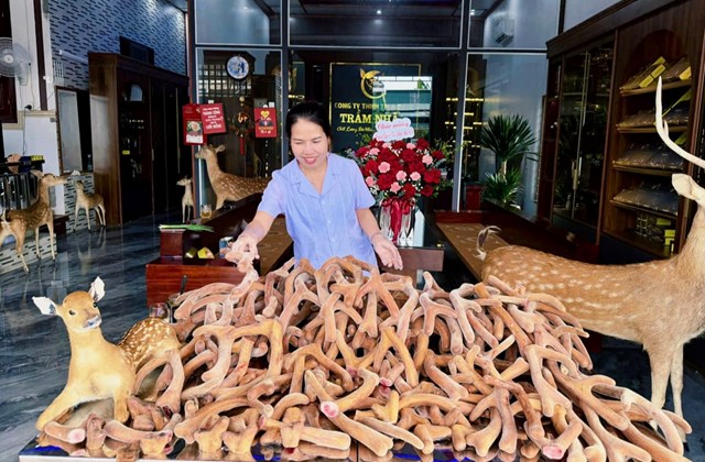 Hương Sơn được đ&aacute;nh gi&aacute; l&agrave; "Vựa hươu" ở H&agrave; Tĩnh m&agrave; chị Phạm Thị Trầm đ&atilde; biết khai th&aacute;c