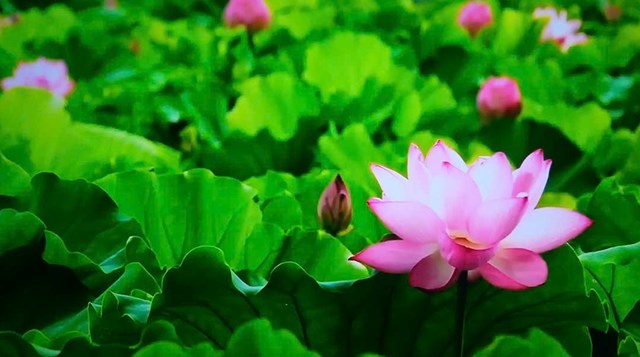 Đêm thiêng Làng Sen – triệu trái tim thành kính nhớ Người - Ảnh 3