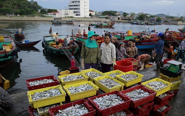 Những mẻ c&aacute; vừa cập bến ở Cửa L&ograve;