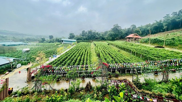 Vườn dược liệu P&ugrave; M&aacute;t tại x&atilde; Con Cu&ocirc;ng Nghệ An