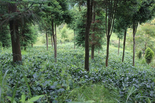 &Ocirc;ng Vừ Vả Chống trồng xen ch&egrave; San tuyết dưới t&aacute;n Pơmu n&acirc;ng cao thu nhập