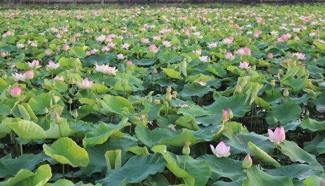Hương sen Kim Liên kết tinh thành sản phẩm OCOP quê Bác - Ảnh 1