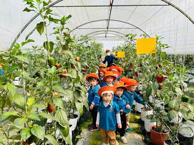 C&aacute;nh đồng cũng l&agrave; nơi thu h&uacute;t du kh&aacute;ch v&agrave; trẻ em đến trải nghiệm