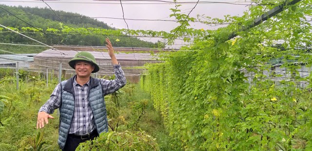Từ đam mê đất rừng đến mô hình nông nghiệp xanh nơi “núi cao thuốc quý”