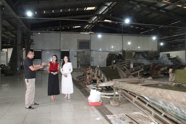 Tham quan thực tế khu vực sản xuất nguyên liệu chè của Công ty CP Mía đường Sông Lam (ảnh Quốc Khánh)