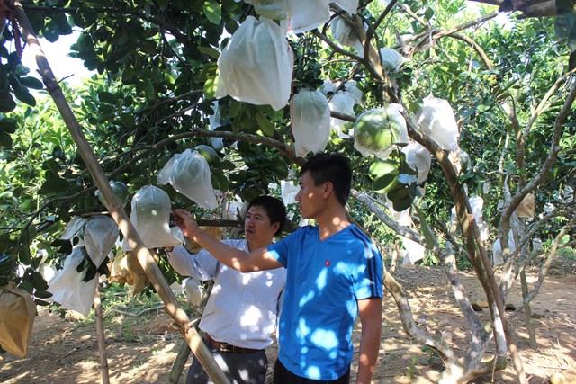 Vườn bưởi đặc sản giống bưởi Quang Tiến ở  phường Thái Hòa (ảnh Quốc Khánh)