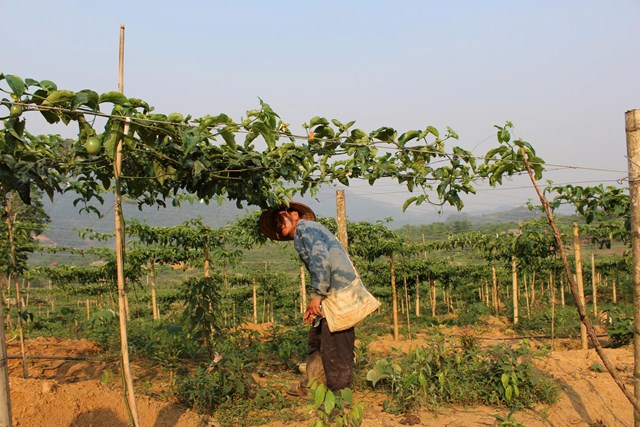 Trồng chanh leo nguyên liệu ở xã Tri Lễ, Quế Phong cũ (ảnh Quốc Khánh)