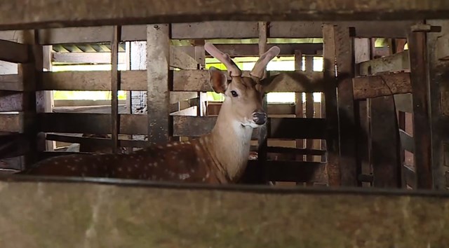 Đ&#244;i vợ chồng trẻ h&#225;i lộc hươu tr&#234;n n&#250;i thơm H&#224; Tĩnh - Ảnh 1