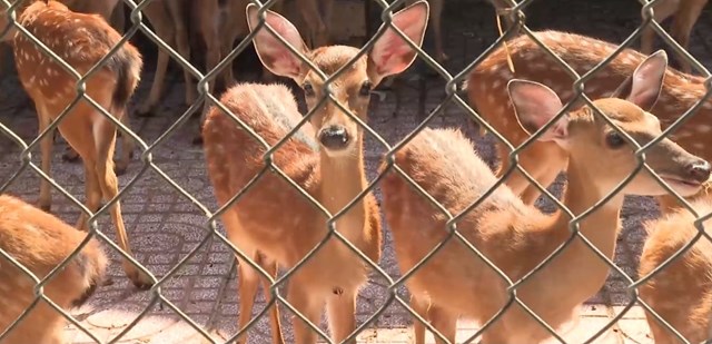 C&ocirc;ng ty TNHH Hu So đ&atilde; x&acirc;y dựng v&ugrave;ng nguy&ecirc;n liệu với trang trại 5 hec ta nu&ocirc;i từ hơn 200 con hươu trở l&ecirc;n
