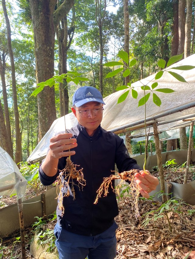 Chị Mai cho biết, nguy&ecirc;n liệu s&acirc;m Ngọc Linh được khai th&aacute;c từ T&acirc;y Nguy&ecirc;n