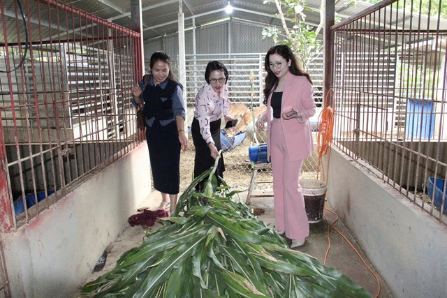 Hươu tại trang trại được nu&ocirc;i theo hướng tự nhi&ecirc;n, chỉ ăn cỏ v&agrave; hoa quả h&aacute;i từ n&uacute;i gi&uacute;p đ&agrave;n hươu khỏe mạnh v&agrave; cho chất lượng nhung tốt