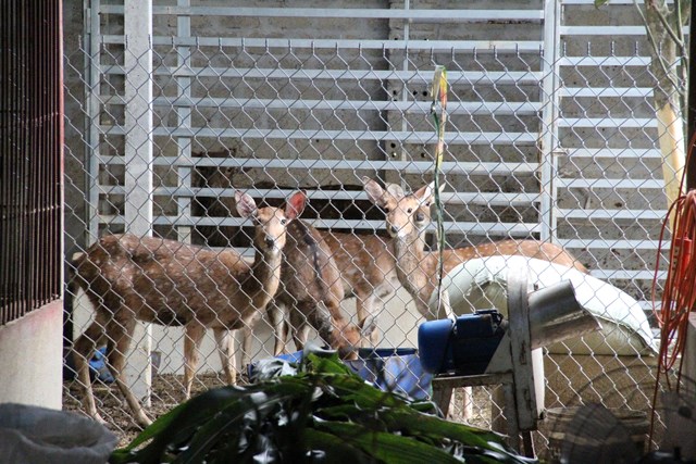 Vượt l&#234;n ho&#224;n cảnh: Người phụ nữ H&#224; Tĩnh l&#224;m gi&#224;u bền vững từ con hươu - Ảnh 2