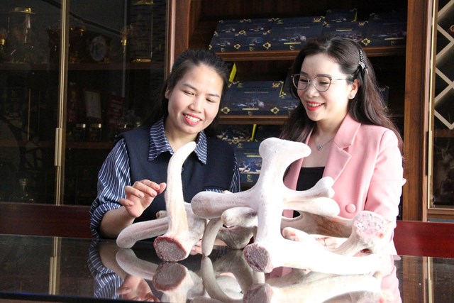 Chị Trần Thị Hằng, kh&aacute;ch h&agrave;ng đến từ phường Vinh Lộc (TP Vinh, Nghệ An), h&agrave;o hứng chia sẻ lần đầu được tận mắt thấy những cặp nhung tươi &ldquo;ho&agrave;nh tr&aacute;ng&rdquo; như vậy