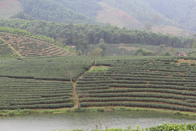 C&aacute;c v&ugrave;ng nguy&ecirc;n liệu ch&egrave; tại Nghệ An c&ograve;n l&agrave; điểm đến du lịch trải nghiệm hấp dẫn du kh&aacute;ch.