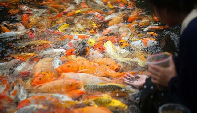 Du kh&aacute;ch c&oacute; thể tham quan suối c&aacute; v&agrave;ng Khe Tọ &ndash; điểm đến độc đ&aacute;o gắn với thi&ecirc;n nhi&ecirc;n hoang sơ