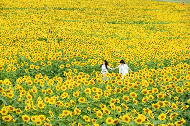 Tập đo&agrave;n TH coi đ&acirc;y l&agrave; m&oacute;n qu&agrave; d&agrave;nh cho người d&acirc;n v&agrave; kh&aacute;ch tham quan cả nước khi tới Phủ Quỳ (x&atilde; Nghĩa L&acirc;m), tỉnh Nghệ An