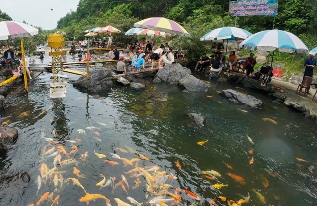 Sắc vàng Nghĩa Lâm gọi mùa: Du lịch miền Tây xứ Nghệ sôi động những ngày cuối năm - Ảnh 1