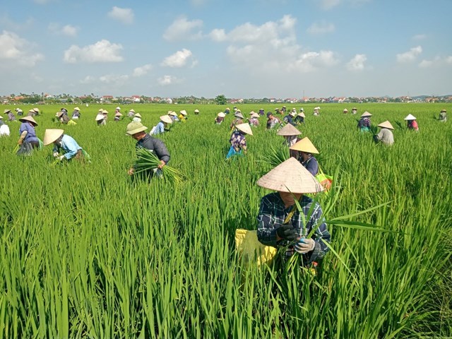 Hương đồng gi&#243; nội trong từng giọt rượu nếp đ&#242;ng đ&#242;ng - Ảnh 1