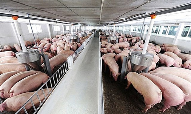 Hiện, gi&aacute; lợn hơi được thu mua trong khoảng 45.000 - 49.000 đồng/kg - Ảnh minh hoạ.